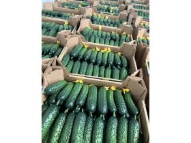 Огурец тепличный колючий короткоплодный Валигора