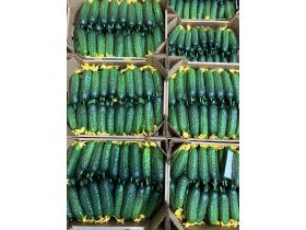 Огурец тепличный колючий короткоплодный Валигора