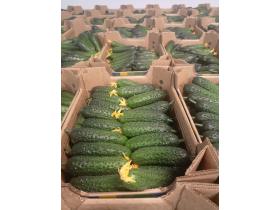 Огурец тепличный колючий короткоплодный Валигора