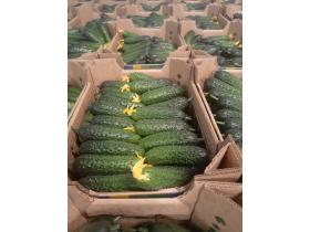 Огурец тепличный колючий короткоплодный Валигора