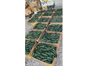 Огурец грунтовой колючий короткоплодный