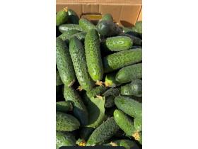 Огурец грунтовой колючий короткоплодный