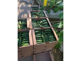 Тепличный Огурец ТСХ