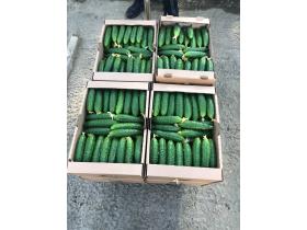 Тепличный Огурец ТСХ