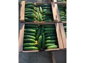 Тепличный Огурец ТСХ