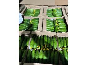 Тепличный Огурец ТСХ