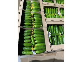 Тепличный Огурец ТСХ