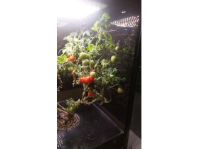 Умная теплица для рыращивания «Мажер»