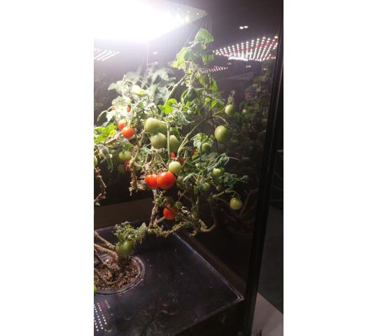 Фото 2 Умная теплица для рыращивания «Мажер», г.Люберцы 2025