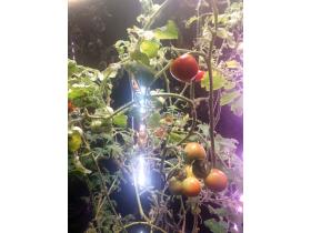 Умная теплица для рыращивания «Мажер»