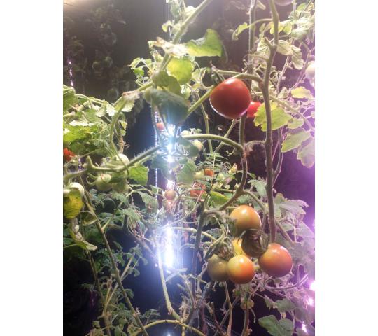 Фото 4 Умная теплица для рыращивания «Мажер», г.Люберцы 2025