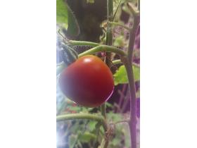 Умная теплица для рыращивания «Мажер»