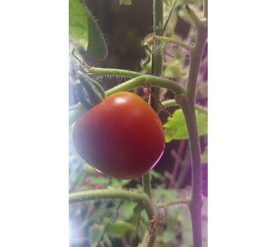 Фото 5 Умная теплица для рыращивания «Мажер», г.Люберцы 2025