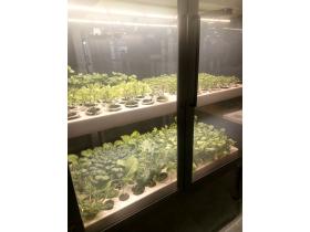 Витрина для выращивания зелени Greenbar lux 5