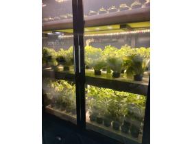 Витрина для выращивания зелени Greenbar lux 5