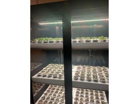 Витрина для выращивания зелени Greenbar lux 5