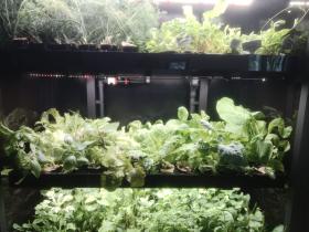 Витрина для выращивания зелени Greenbar lux 5