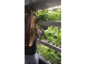 Витрина для выращивания зелени Greenbar lux