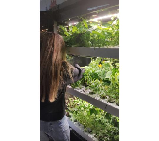 770182 картинка каталога «Производство России». Продукция Витрина для выращивания зелени Greenbar lux 5, г.Люберцы 2025 Фото 6 Витрина для выращивания зелени Greenbar lux 5, г.Люберцы 2025