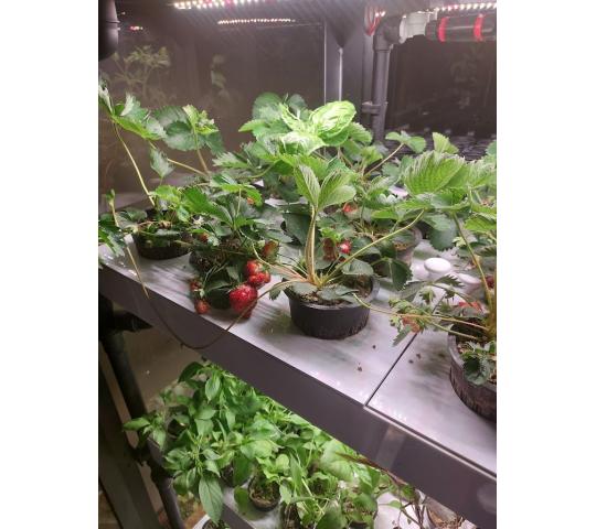 Фото 5 Витрина для выращивания зелени Greenbar lux, г.Люберцы 2025