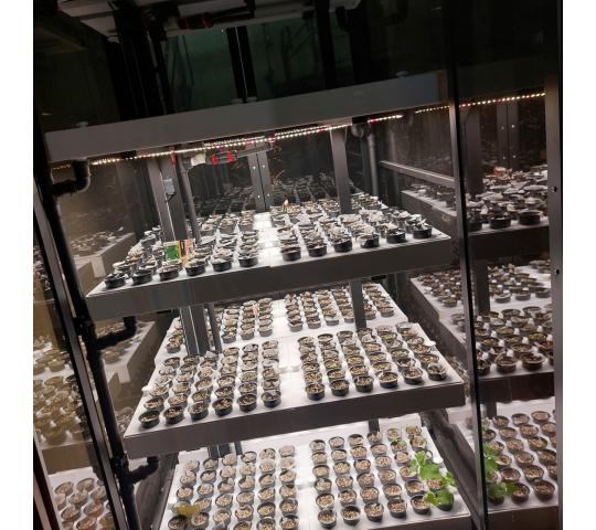 Фото 7 Витрина для выращивания зелени Greenbar lux, г.Люберцы 2025