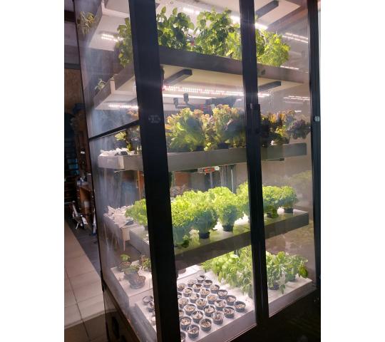 Фото 8 Витрина для выращивания зелени Greenbar lux, г.Люберцы 2025