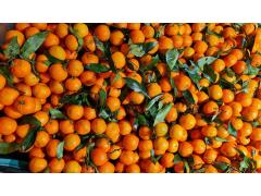 Фото 1 Мандарины, г.Чебоксары 2025