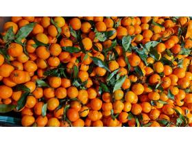 ИП Солдатов Александр Петрович