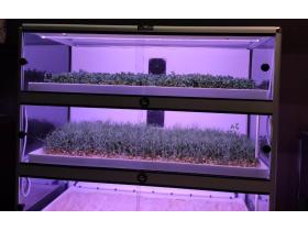 Витрина Greenbar MZ4 ПАК выращивание микрозелени