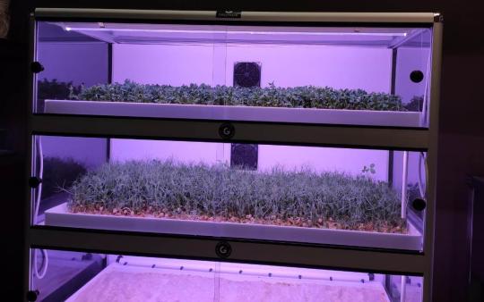 770259 картинка каталога «Производство России». Продукция Витрина Greenbar MZ4 ПАК выращивание микрозелени, г.Люберцы 2025