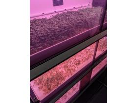 Витрина Greenbar MZ4 ПАК выращивание микрозелени