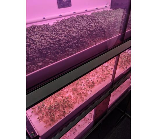 Фото 4 Витрина Greenbar MZ4 ПАК выращивание микрозелени, г.Люберцы 2025