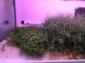 Витрина Greenbar MZ4 ПАК выращивание микрозелени