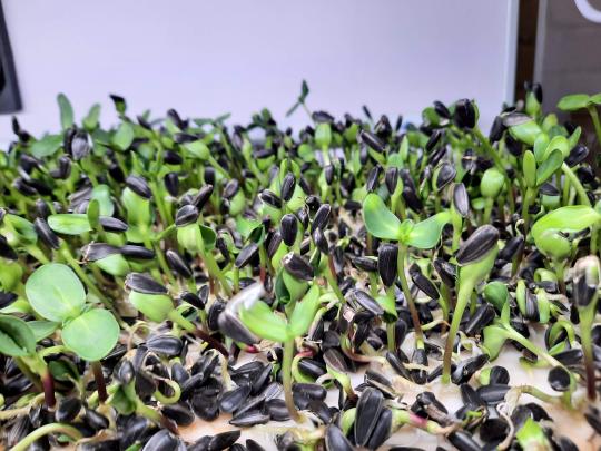 Фото 7 Витрина Greenbar MZ4 ПАК выращивание микрозелени, г.Люберцы 2025