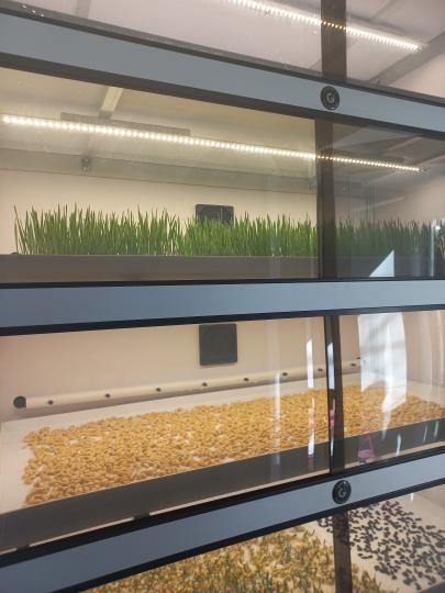 Фото 8 Витрина Greenbar MZ4 ПАК выращивание микрозелени, г.Люберцы 2025