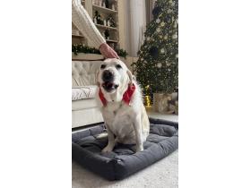 Лежанки для собак и кошек