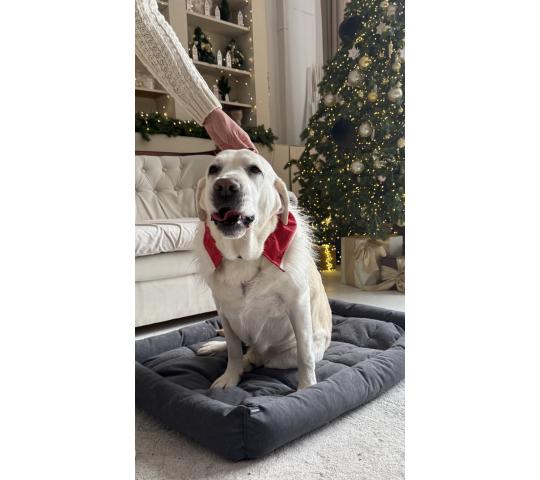 Фото 2 Лежанки для собак и кошек, г.Томск 2025