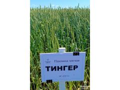 Фото 1 Семена пшеницы мягкой яровой сорт Тингер, г.Заводоуковск 2025