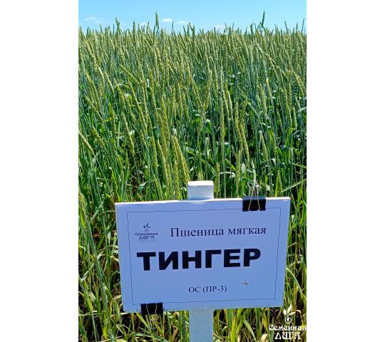 770964 картинка каталога «Производство России». Продукция Семена пшеницы мягкой яровой сорт Тингер, г.Заводоуковск 2025
