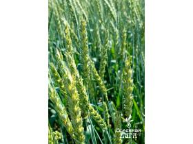 Семена пшеницы мягкой яровой сорт Тингер