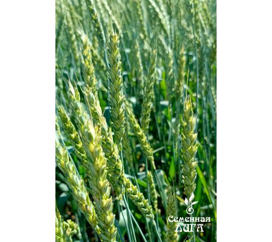 Фото 2 Семена пшеницы мягкой яровой сорт Тингер, г.Заводоуковск 2025