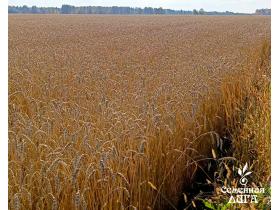 Семена пшеницы мягкой яровой сорт Тингер