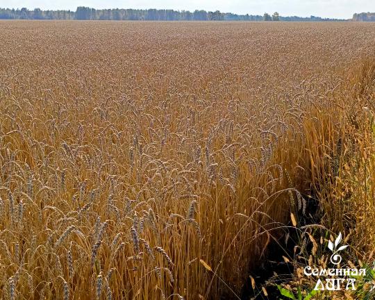 Фото 3 Семена пшеницы мягкой яровой сорт Тингер, г.Заводоуковск 2025