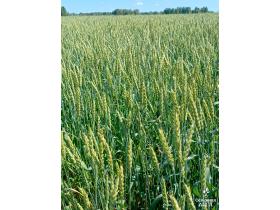 Семена пшеницы мягкой яровой сорт Тингер