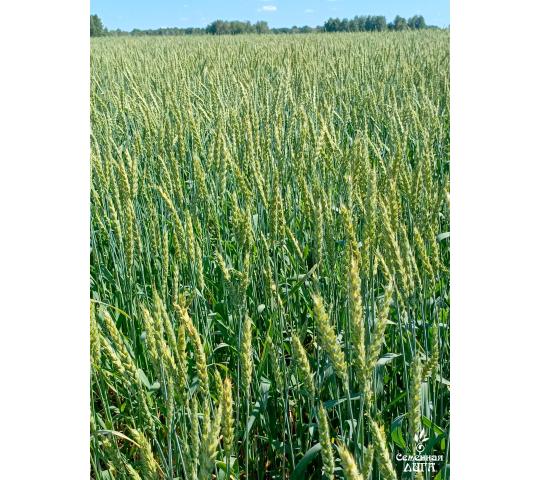 Фото 4 Семена пшеницы мягкой яровой сорт Тингер, г.Заводоуковск 2025