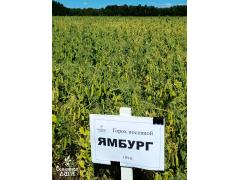 Фото 1 Семена гороха посевного сорт Ямбург, г.Заводоуковск 2025