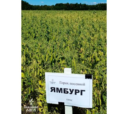 770971 картинка каталога «Производство России». Продукция Семена гороха посевного сорт Ямбург, г.Заводоуковск 2025