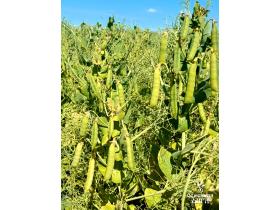 Семена гороха посевного сорт Ямбург