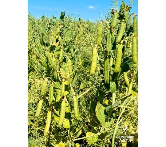 Фото 2 Семена гороха посевного сорт Ямбург, г.Заводоуковск 2025