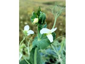 Семена гороха посевного сорт Ямбург